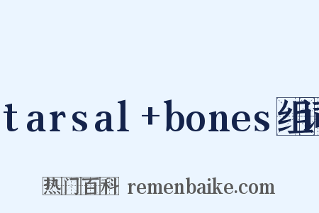 tarsal+bones组词是什么意思的图片